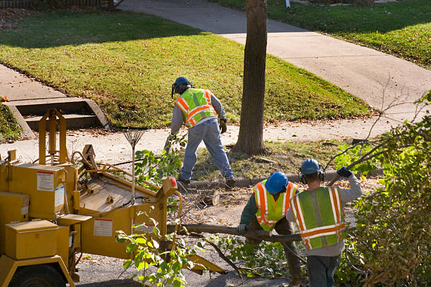 Best Affordable Tree Service  in Payette, ID